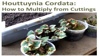 Propagating Houttuynia Cordata How to Multiply From Cuttings [upl. by Jonie]