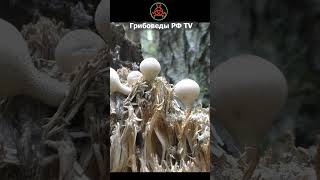 Дождевик грушевидный Lycoperdon pyriforme  съедобный гриб mushroom грибное кино Lycoperdon [upl. by Soigroeg]