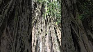 Giant Banyan Tree 👀☝️🌳 hawaii [upl. by Myrtie]