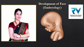 Development of Face Embryology by Dr Rajitha Vanga [upl. by Ahsym]