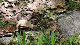 Massasauga Rattlesnake [upl. by Ahsenar654]