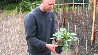 Dahlia Growing Championship Dahlias Part 4 Week 4 [upl. by Nan]