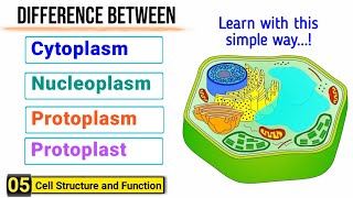 Difference among Cytoplasm Protoplasm Nucleoplasm and Protoplast  J Biology [upl. by Colfin627]