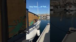 My Deckhand for the day… labrador dockdog boatlife [upl. by Eded]