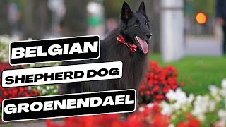 Belgian Shepherd Dog Groenendael [upl. by Anait]