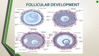 Follicular development and oogenesis [upl. by Nothsa]