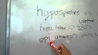 USMLE Embryology Epispadias vs Hypospadias [upl. by Netsrek37]