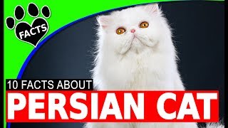 Top 10 Fun Facts About Persian Cats  Cats 101 [upl. by Mccully245]