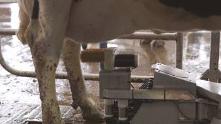 Fullwood M2erlin – robotic milking machine in action [upl. by Abrahamsen]