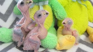 3 week old Baby Black Headed Caique Parrots [upl. by Estella]