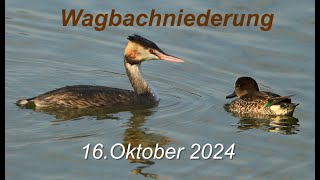 Wagbachniederung 16Okober 2024 Enten Silberreiher Haubentaucher [upl. by Hamon598]