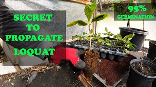 Grow Loquats From Seed  EVERYTHING You Need To Know [upl. by Bertrando]