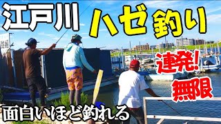 江戸川の有名ハゼ釣りスポットでマハゼが爆釣で無限に釣れた！イソメが苦手な人でも超釣れるオススメのエサで連発！ [upl. by Tallia]