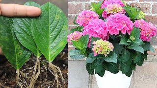 How to grow hydrangea with leaves I With 100 success [upl. by Sophy891]