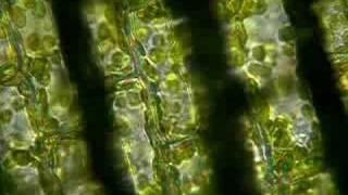 Elodea Cytoplasmic Streaming [upl. by Aileahcim]