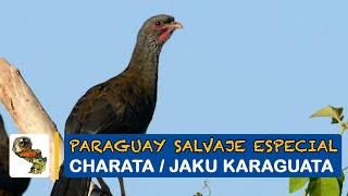 Paraguay Salvaje Especial Charata [upl. by Eirameinna]