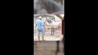 Gentling a Wild Stallion Desensitization with Slate Day 2 Part 3 [upl. by Kotta711]