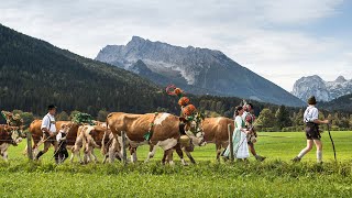 Almabtrieb am Königssee [upl. by Nnaeirual]