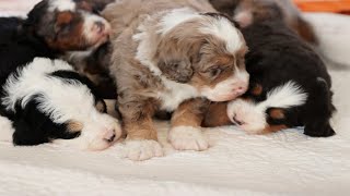 4 Week old F1b Mini Bernedoodle Puppies [upl. by Monte802]