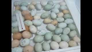 Chicken Eggs  Incubator day 20  two eggs hatching [upl. by Safir]