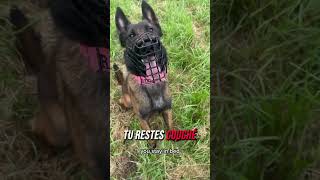 Ep 2 elle abandonne son chien  Mise en scène sensibilisation dogshorts chien malinois k9 [upl. by Ivo]