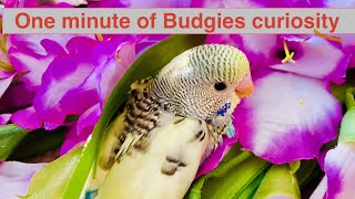 A must watch for bird lovers Cute clip compilation of budgie chicks🐥 curiosity parakeet parrot [upl. by Stirling]