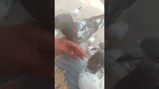 Ya dak lo masallah hand train kara raha ho is ko pigeon pigeonpigeon kbooter [upl. by Maxi]