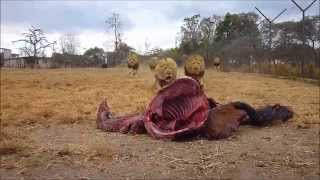 Antelope Park  Zimbabwe  Lion Feeding [upl. by Weatherby]