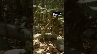 quotKing Cobra vs King Cobra  Snake Bite  National Geographic WILD UKquotvideo [upl. by Anikat504]