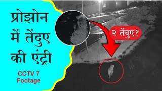 Aurangabad में तेंदुए की दहशत l prozone में दिखा तेंदुआ l Full CCTV l 20K views [upl. by Gnous]