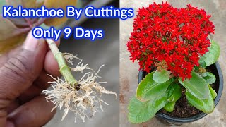 Grow Kalanchoe Plant From Cuttings WITH UPDATE  How To Grow Kalanchoe Flower Plant By Cuttings [upl. by Joashus]