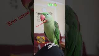 parrot alexandrine myalexandrineparrotsonu birds alexandrinebabyparrot cute pets [upl. by Aisorbma618]