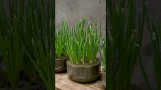 New technique of growing onion plant shorts [upl. by Shulamith887]