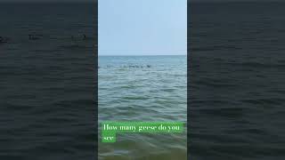 How many geese do you see Like comment subscribeROCcityhotboyBAM beats 2024 new music shorts [upl. by Lener124]