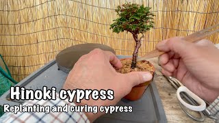 Hinoki cypress／Replanting and curing cypress [upl. by Arec]