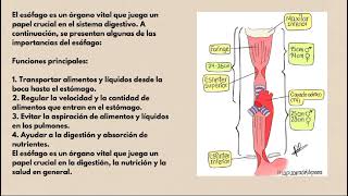 anatomía del esófagoclases de 1ro [upl. by Tremann203]