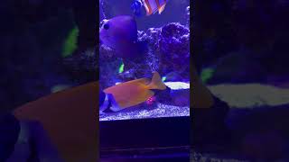 I bought a copperband butterfly fish aquarium fish saltwateraquarium aquariumlovers fishtank [upl. by Mcwilliams]