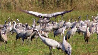 AGAMON HULA PARK [upl. by Steve114]