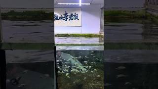 The Arapaima were given baby turtles 🐢 to play with arapaima monsterfish shorts ytshorts viral [upl. by Howund146]