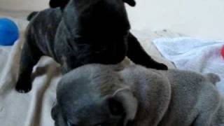 Iltschis CWurf von BullywelpenFranzösische Bulldoggen WelpenFrench Bulldogboulegogue chiots [upl. by Letsirhc]