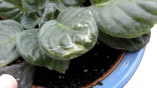 WATERING AFRICAN VIOLETS common mistakes and  HOW TO GET A SHOWY DISPLAY OF FLOWERS [upl. by Acila]