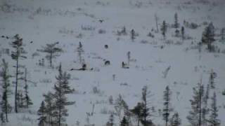 Pack of Wild Eastern Wolves in Algonquin Provincial Park wwwalgonquinparkonca [upl. by Heloise]