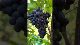 Grape Harvest Fresh From Vineyard satisfying short [upl. by Odraleba42]