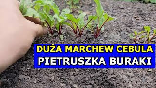 Chcesz mieć Dużą Marchew Pietruszkę Cebulę Buraki  Wykonaj Kluczowy Zabieg Przerzedzanie Warzyw [upl. by Eylloh]