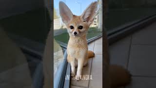 FENECO animais curiosidades animaisfofos fofo pet [upl. by Yve]