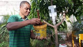 APRENDA COMO FAZER MUDAS DE MANGAS OUTRAS FRUTÍFERAS E OUTRAS PLANTAS ATRAVES DO ENRAIZAMENTO [upl. by Nylzaj31]