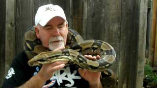 Brian Gundy With quotBig Mamaquot 8 12 Feet Long  50 Pound Female Red Tail Boa [upl. by Warde]