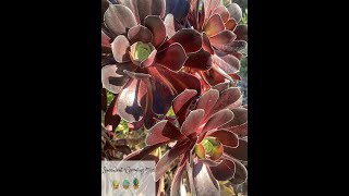 Aeonium Arboreum Schwarzkopf Quick Overview amp Care Tips [upl. by Straus]