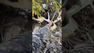 First elk sheds of 2023shedhunting sheddog shedseason [upl. by Werby]