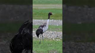 BlackNecked Crane in Ladakh’s Morning Light 🌄  A Rare Himalayan Beauty [upl. by Yannodrahc418]